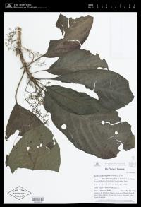 Dendrocnide latifolia