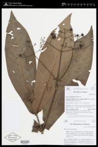 Ixora aneityensis