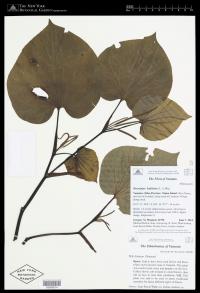 Macropiper latifolium (usual morph)