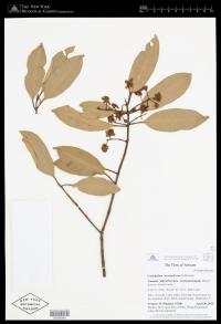 Calophyllum neoebudicum