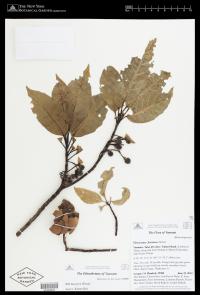 Elaeocarpus floridanus