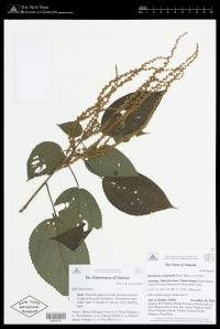 Boehmeria platyphylla