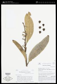 Semecarpus vitiensis