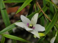 Dendrobium biflorum