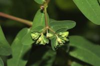Euphorbia atoto