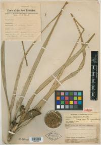 Freycinetia tannaensis