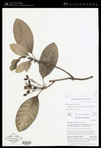 Psychotria aneityensis