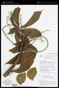 Sterculia vitiensis
