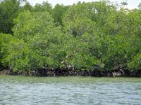 k.o. large mangrove tree